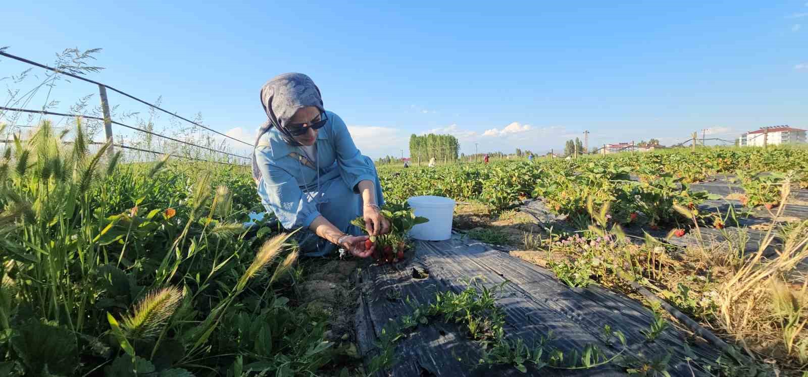 Muş’ta çilek tarlasında hem üretici hem vatandaş kazanıyor 12 musta cilek tarlasinda hem uretici hem vatandas kazaniyor 8 5YylcjtV