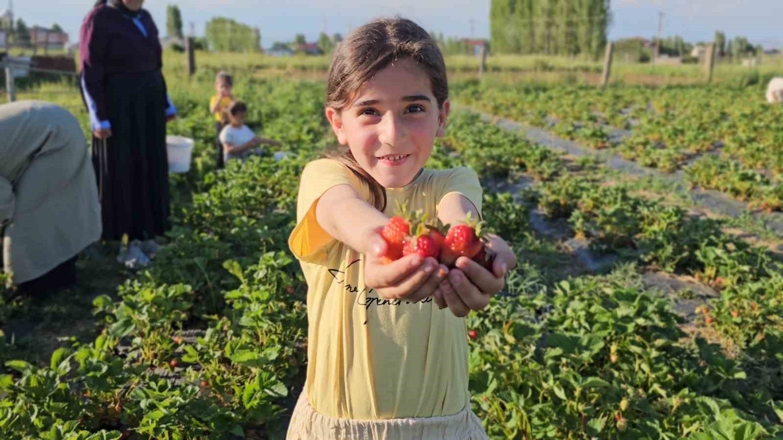 Muş’ta çilek tarlasında hem üretici hem vatandaş kazanıyor 13 musta cilek tarlasinda hem uretici hem vatandas kazaniyor 9