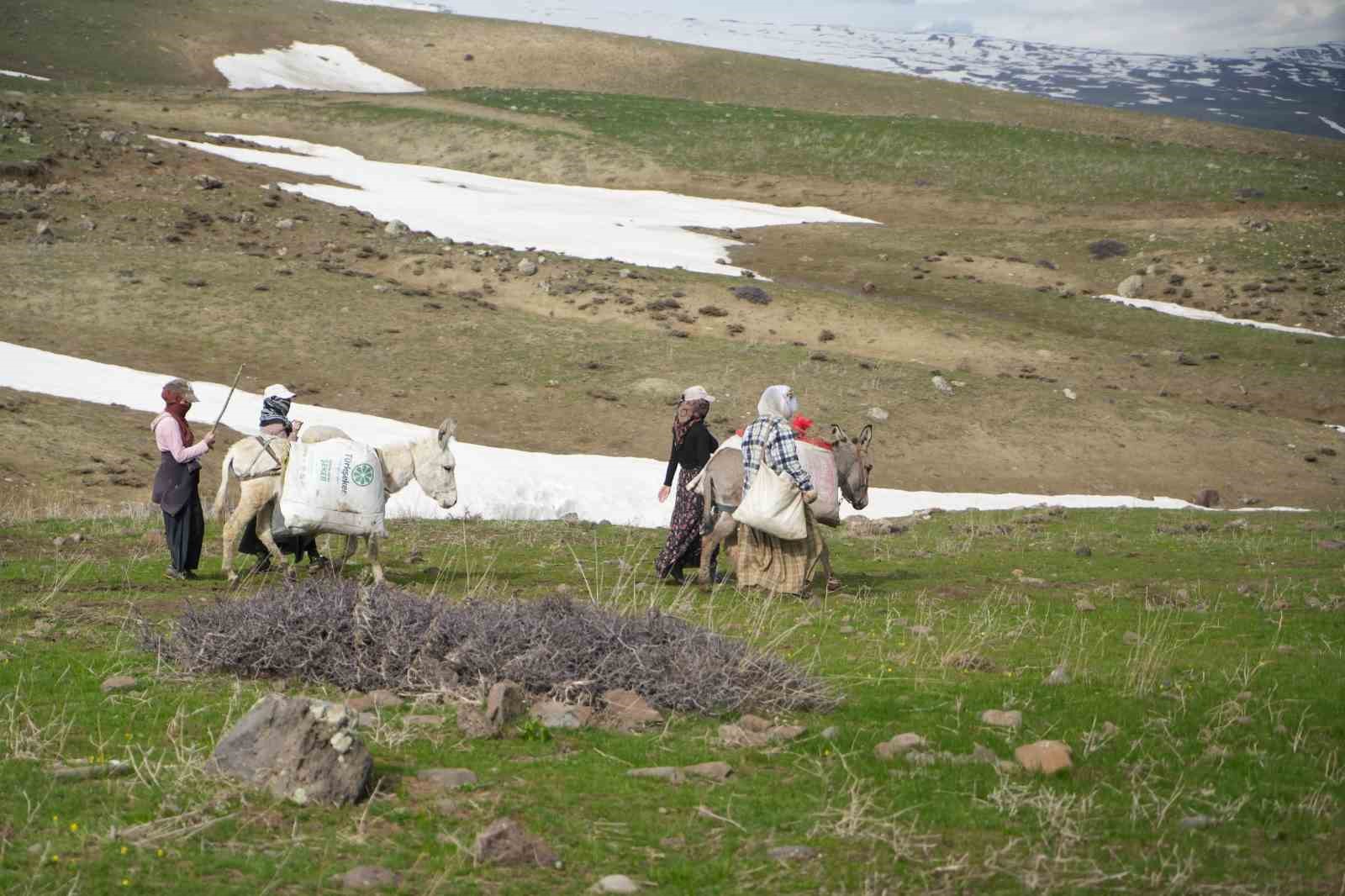 Muş’ta çiriş otu köylülerin geçim kaynağı oldu 4 musta ciris otu koylulerin gecim kaynagi oldu 0 yFlhHp8B