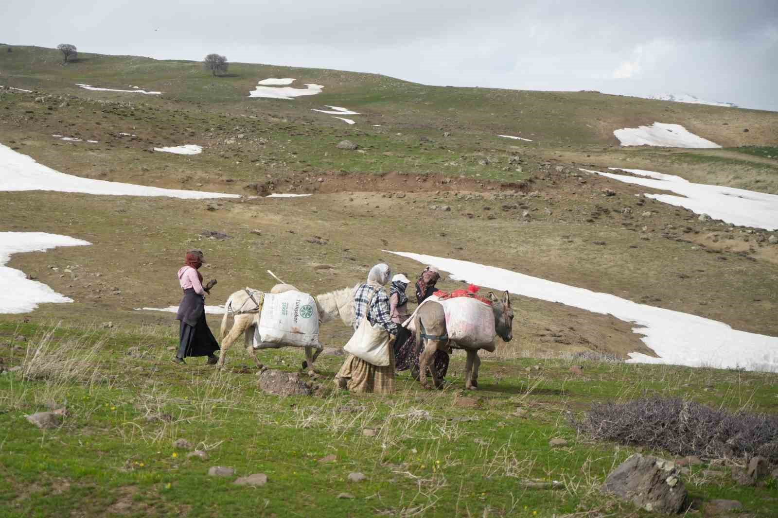 Muş’ta çiriş otu köylülerin geçim kaynağı oldu 9 musta ciris otu koylulerin gecim kaynagi oldu 5 5raPWd1a