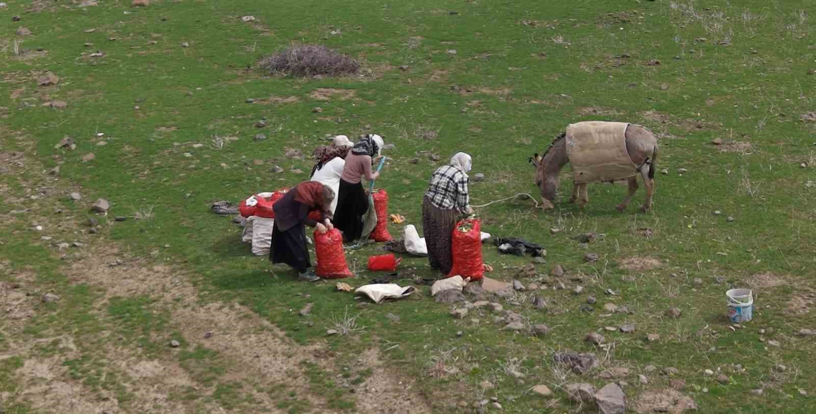 Muş’ta çiriş otu köylülerin geçim kaynağı oldu 10 musta ciris otu koylulerin gecim kaynagi oldu 6 BQXCLFNZ