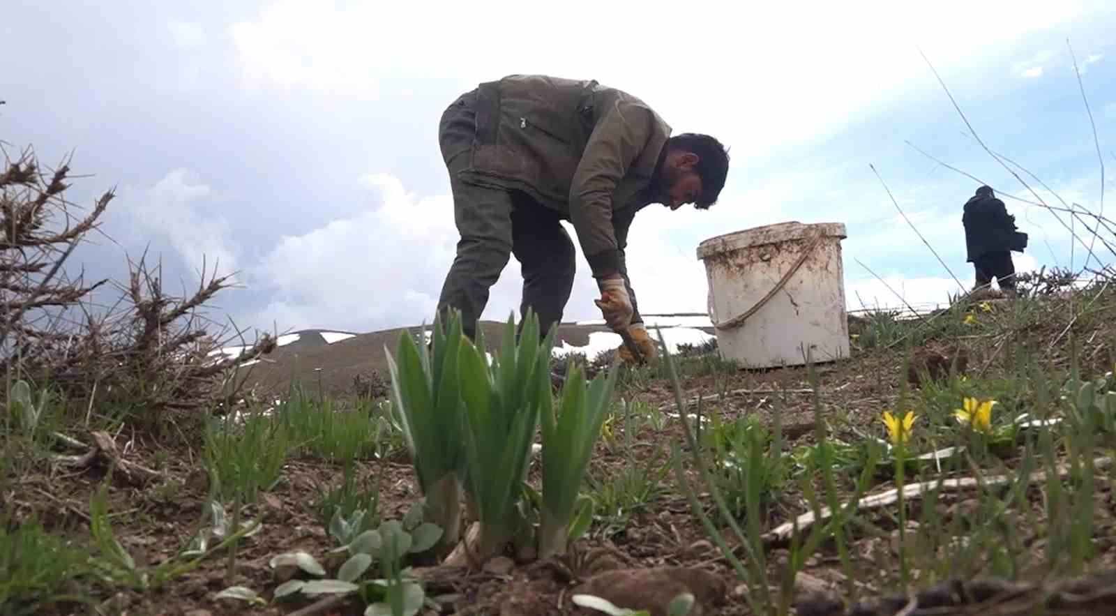 Muş’ta çiriş otu köylülerin geçim kaynağı oldu 12 musta ciris otu koylulerin gecim kaynagi oldu 8 ImCMC8Es