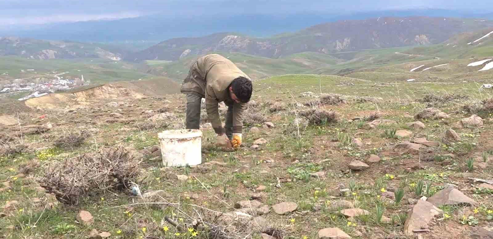 Muş’ta çiriş otu köylülerin geçim kaynağı oldu 13 musta ciris otu koylulerin gecim kaynagi oldu 9 gqgOgLJK