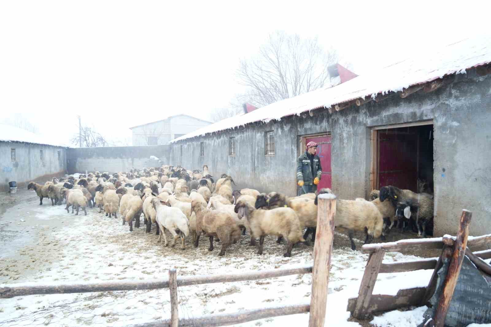 musta devlet destegiyle hayvan sayisi artti 4 VAXNRTJP