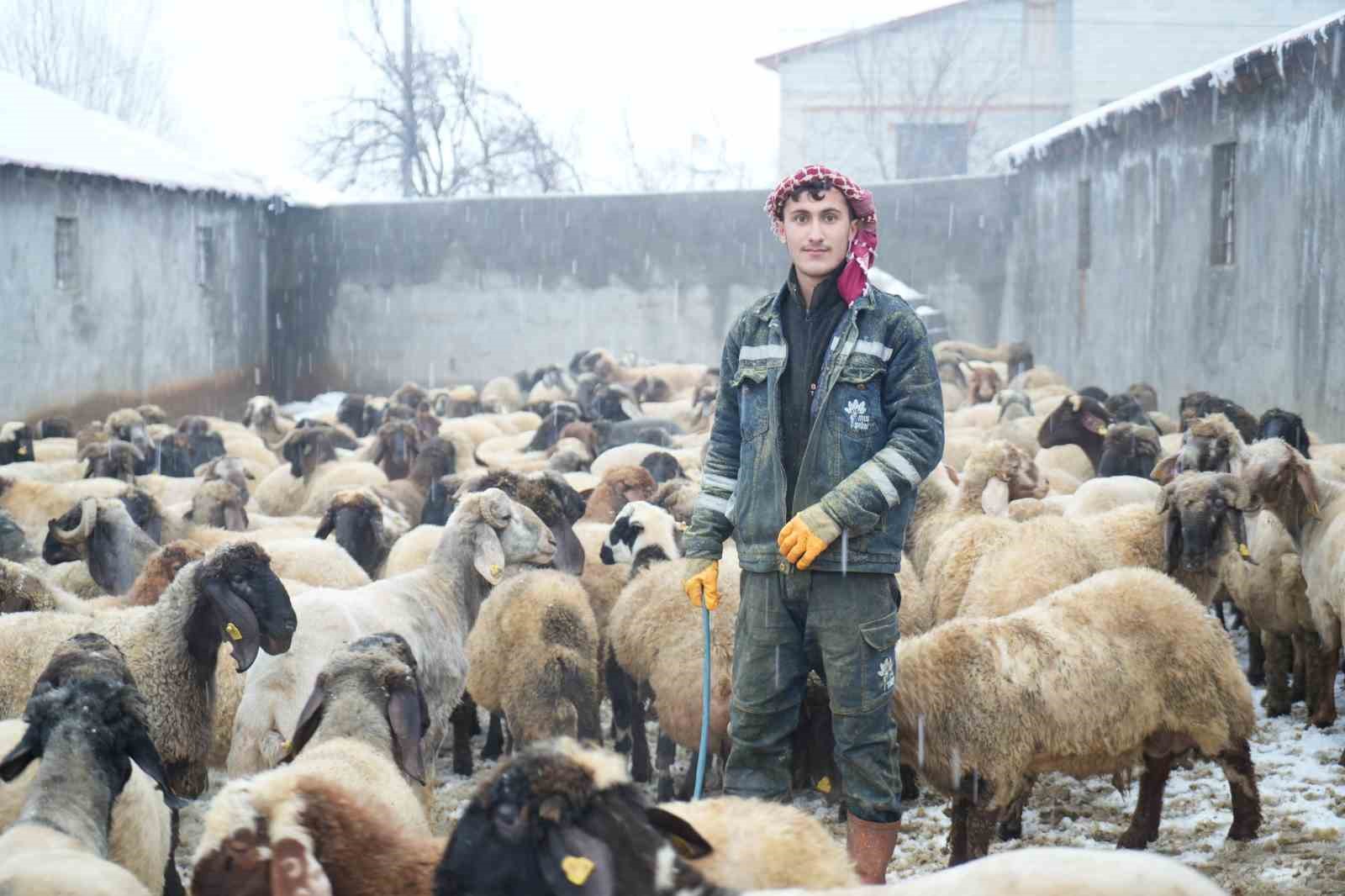 musta devlet destegiyle hayvan sayisi artti 5