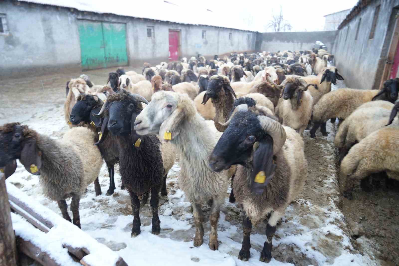 musta devlet destegiyle hayvan sayisi artti 6 St7nlA5r