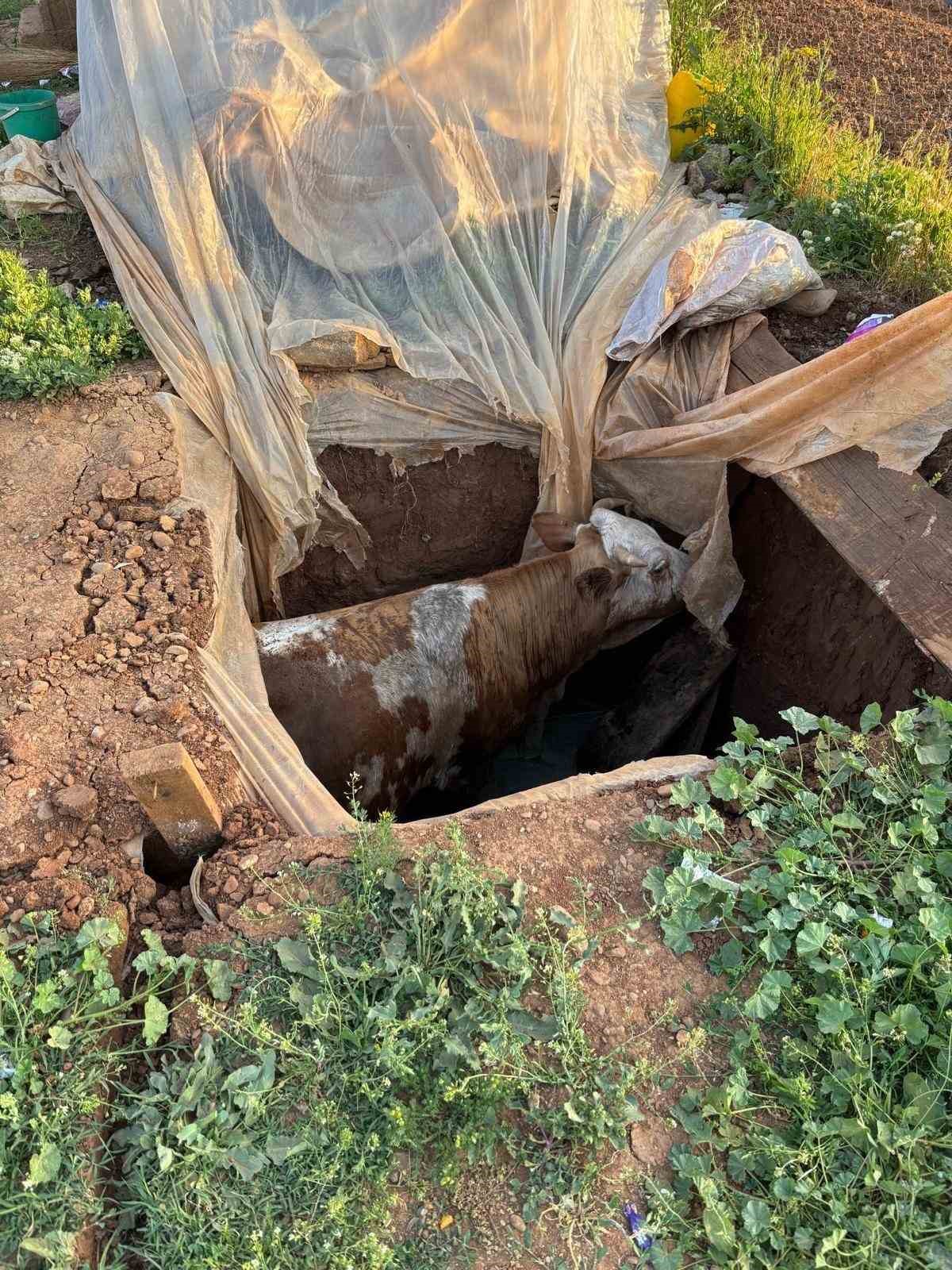 Muş’ta foseptik çukuruna düşen ineği itfaiye ekipleri kurtardı 4 musta foseptik cukuruna dusen inegi itfaiye ekipleri kurtardi 0 dfC6sgBg