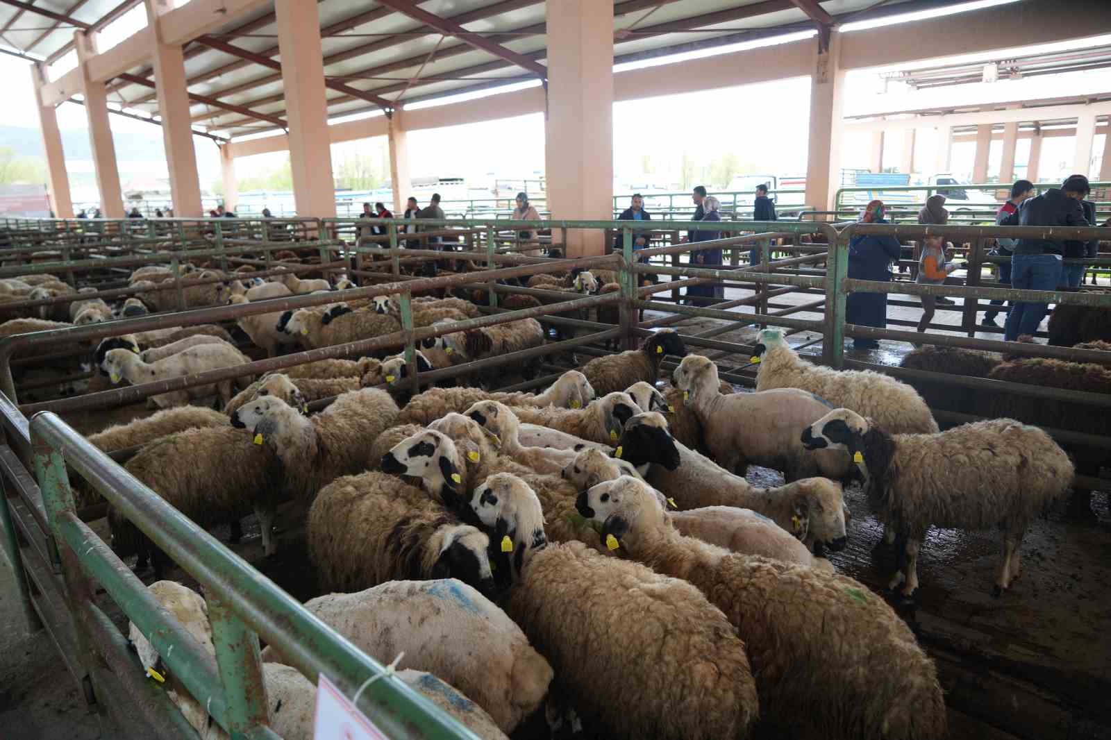 musta hayvan pazarlarinda beklenen hareketlilik yasanmiyor 3 vTkPPM7n