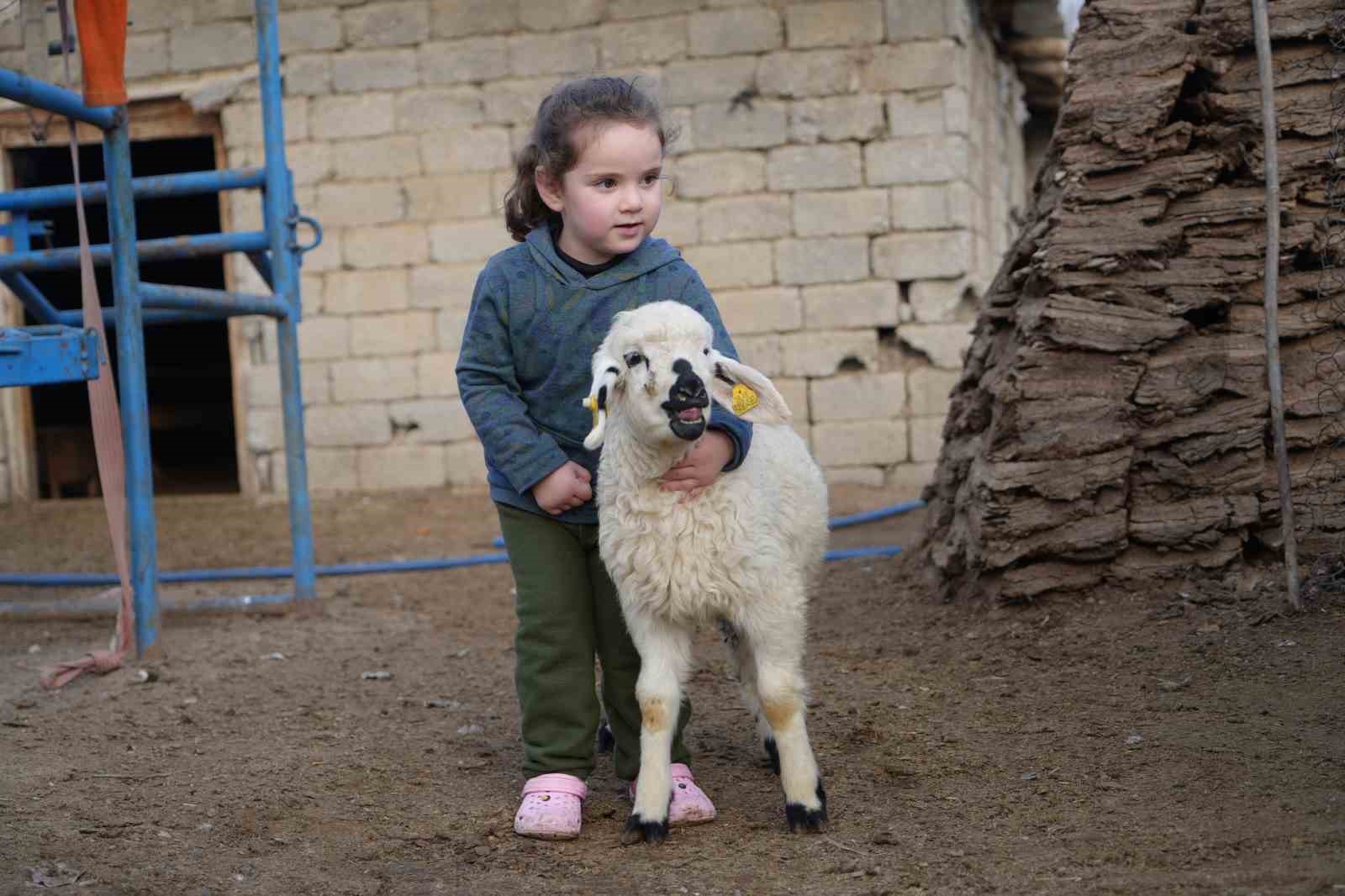 musta hayvan sayisi 14 milyonu asti 650 bin kuzu ve oglak dogumu bekleniyor 0 E8OqOv76