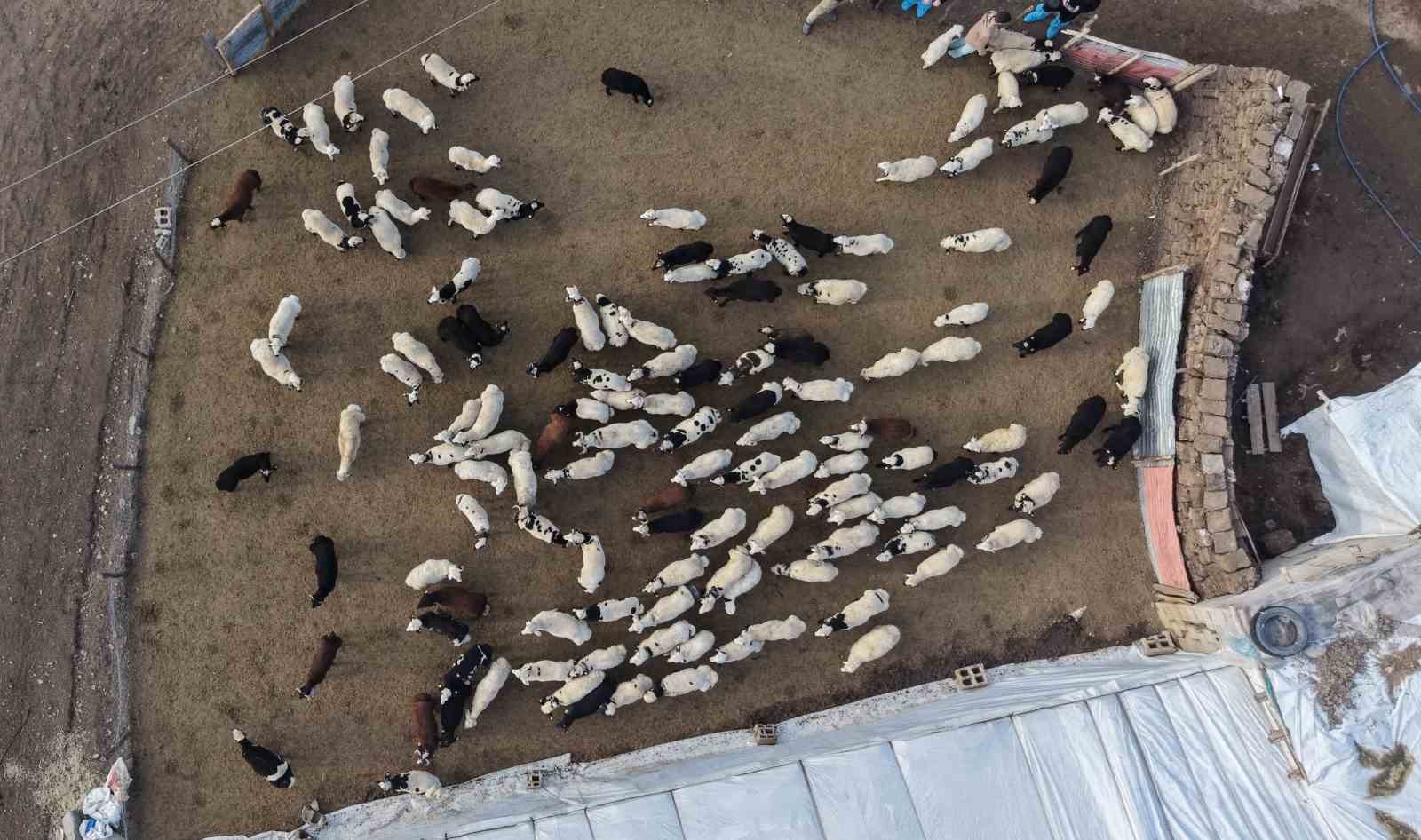 musta hayvan sayisi 14 milyonu asti 650 bin kuzu ve oglak dogumu bekleniyor 1 PYDi387D