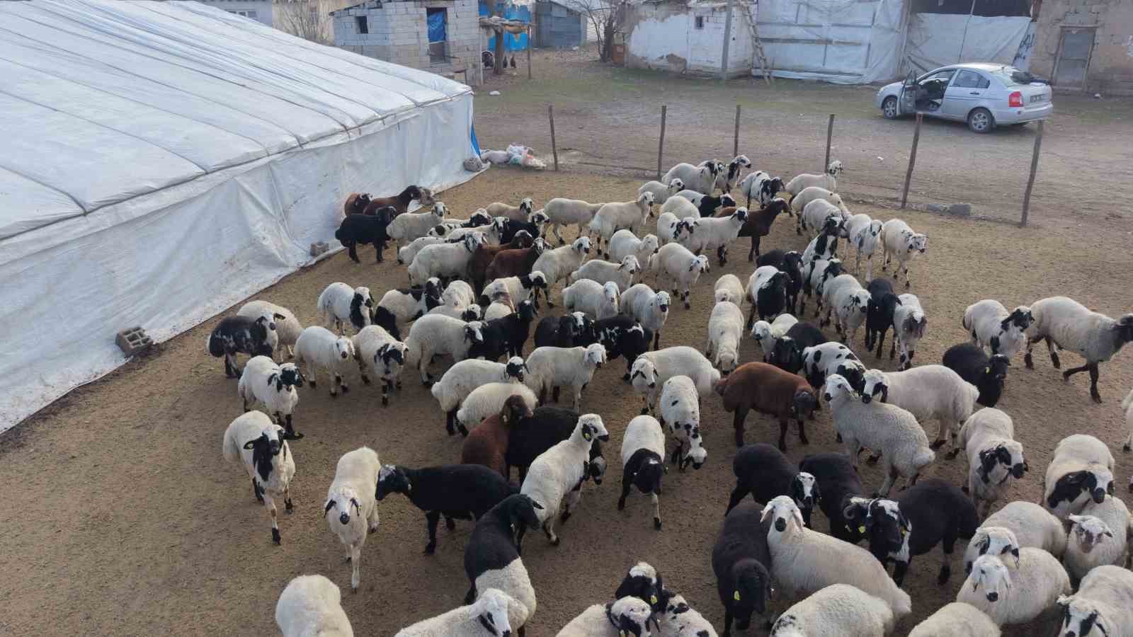 musta hayvan sayisi 14 milyonu asti 650 bin kuzu ve oglak dogumu bekleniyor 2 aXm3LO9R