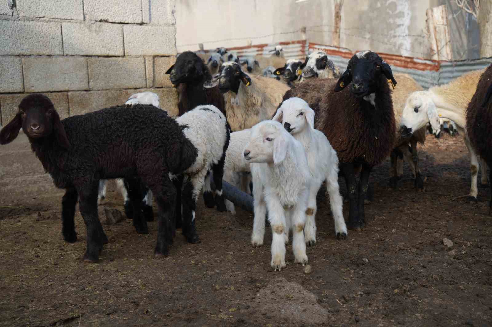 musta hayvan sayisi 14 milyonu asti 650 bin kuzu ve oglak dogumu bekleniyor 4 VYjPmhzQ