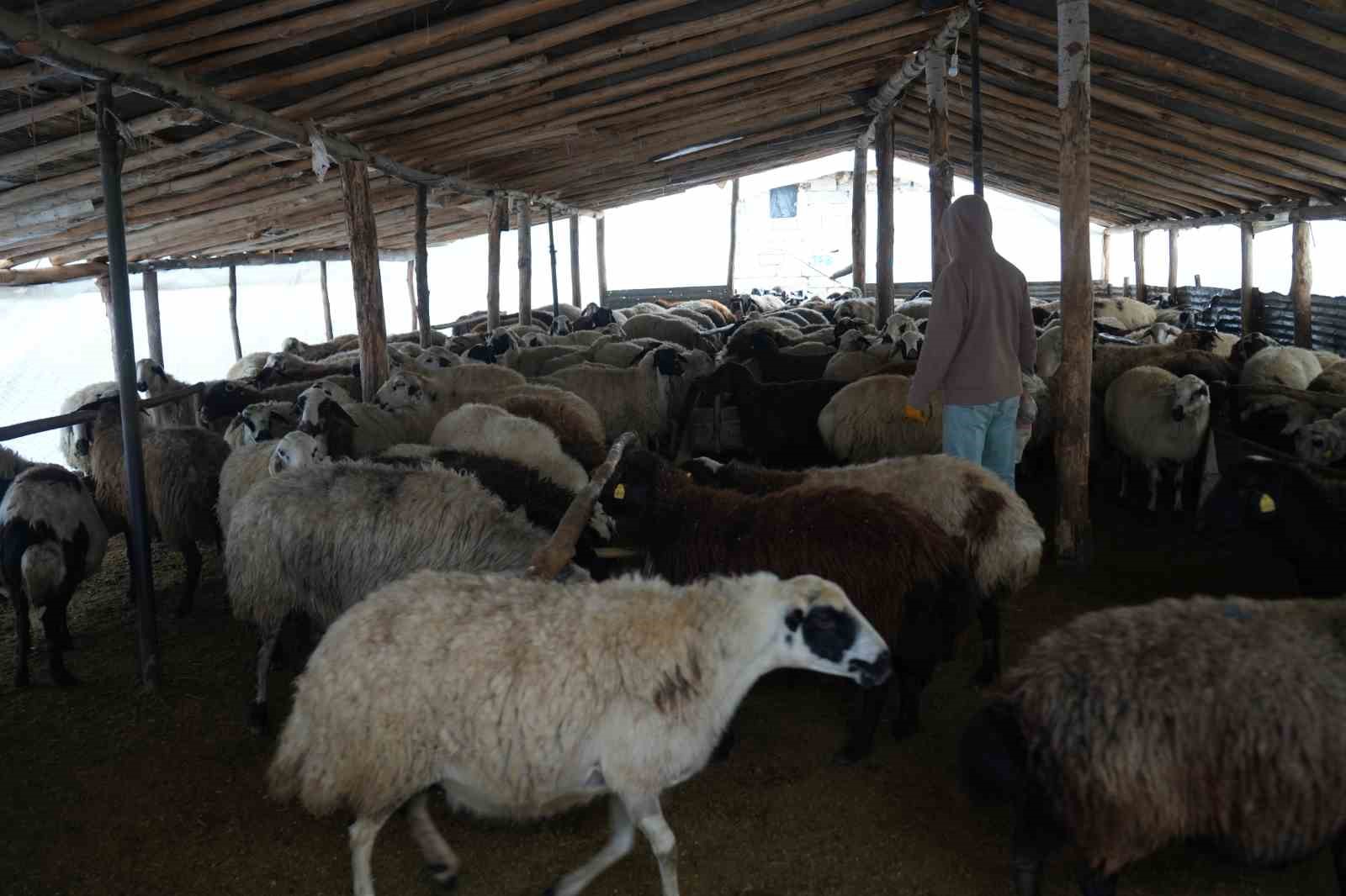 musta hayvan sayisi 14 milyonu asti 650 bin kuzu ve oglak dogumu bekleniyor 7 F1szcFUV