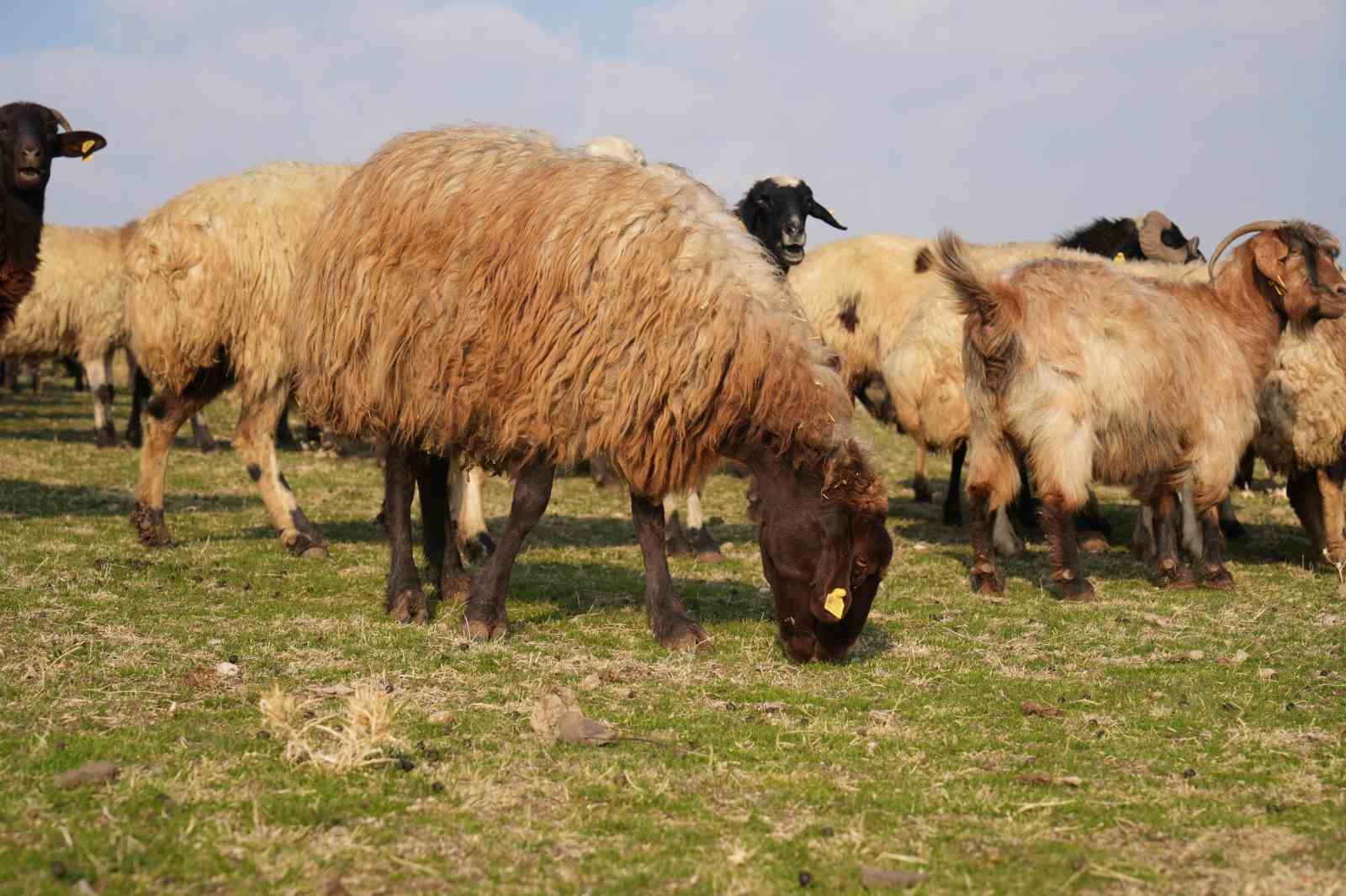 musta kar yagmayinca yem giderleri azaldi 5 3YYvm34i