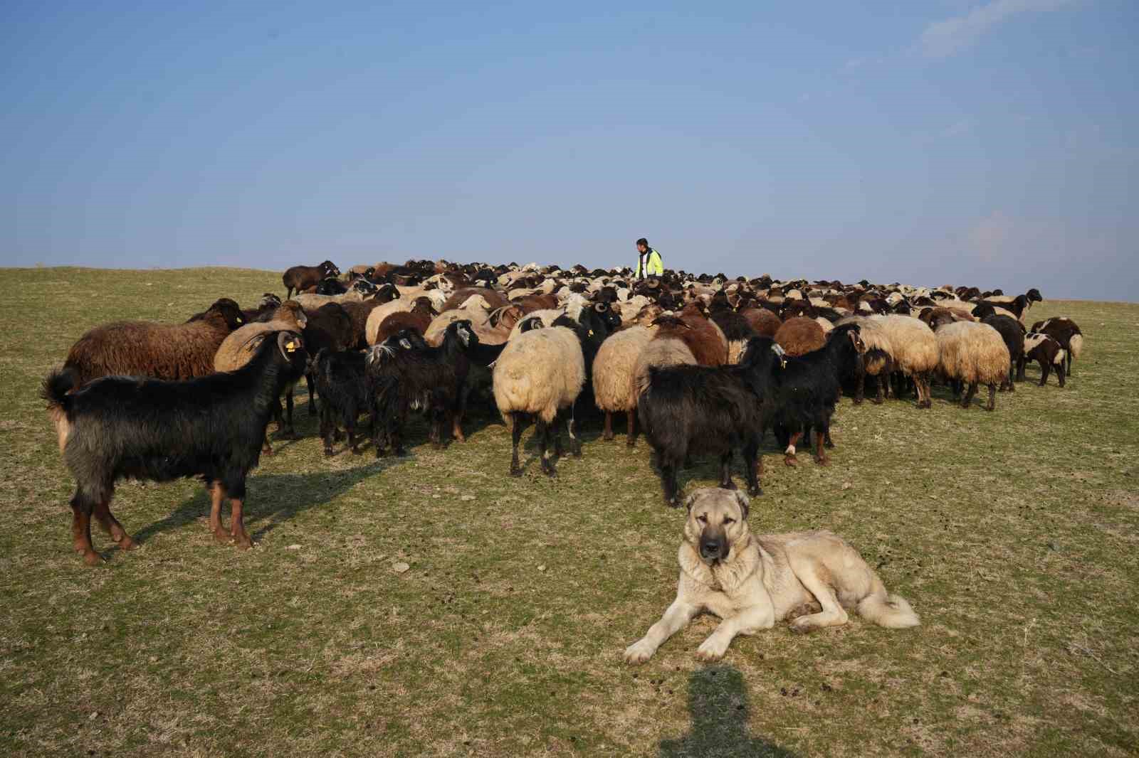 musta kar yagmayinca yem giderleri azaldi 7 mUElaieu