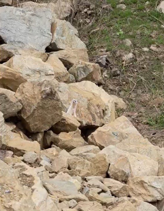 musta nadir gorulen beyaz sansar goruntulendi 0 NtGbMnaw
