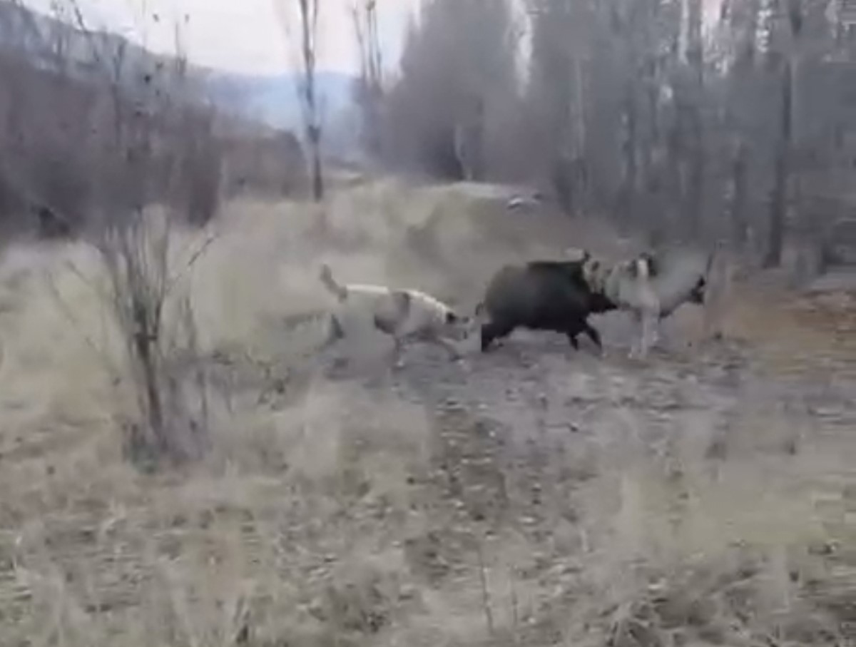 musta yaban domuzu ile coban kopeklerinin kovalamacasi kamerada 0 wVkRbifZ