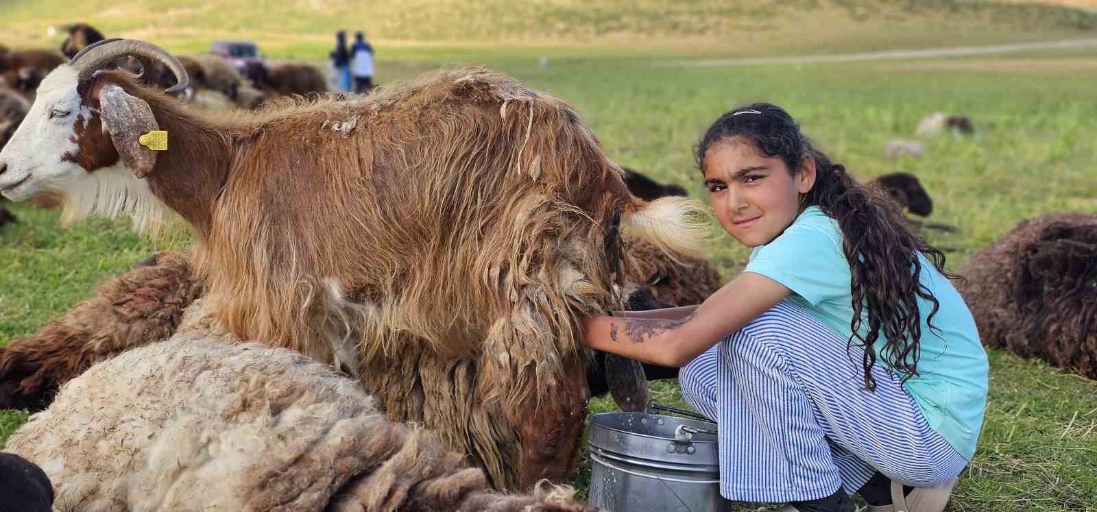 musta yayla mesaisi basladi lezzetli sutun sirri daglarda sakli 0 ABhPyKje
