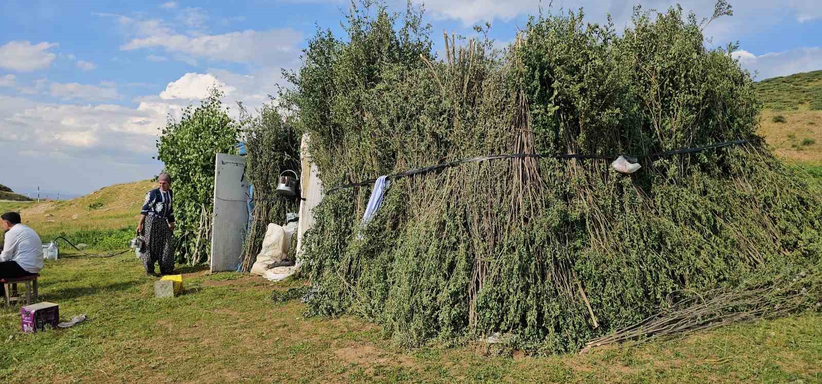 musta yayla mesaisi basladi lezzetli sutun sirri daglarda sakli 1 REhCB52s