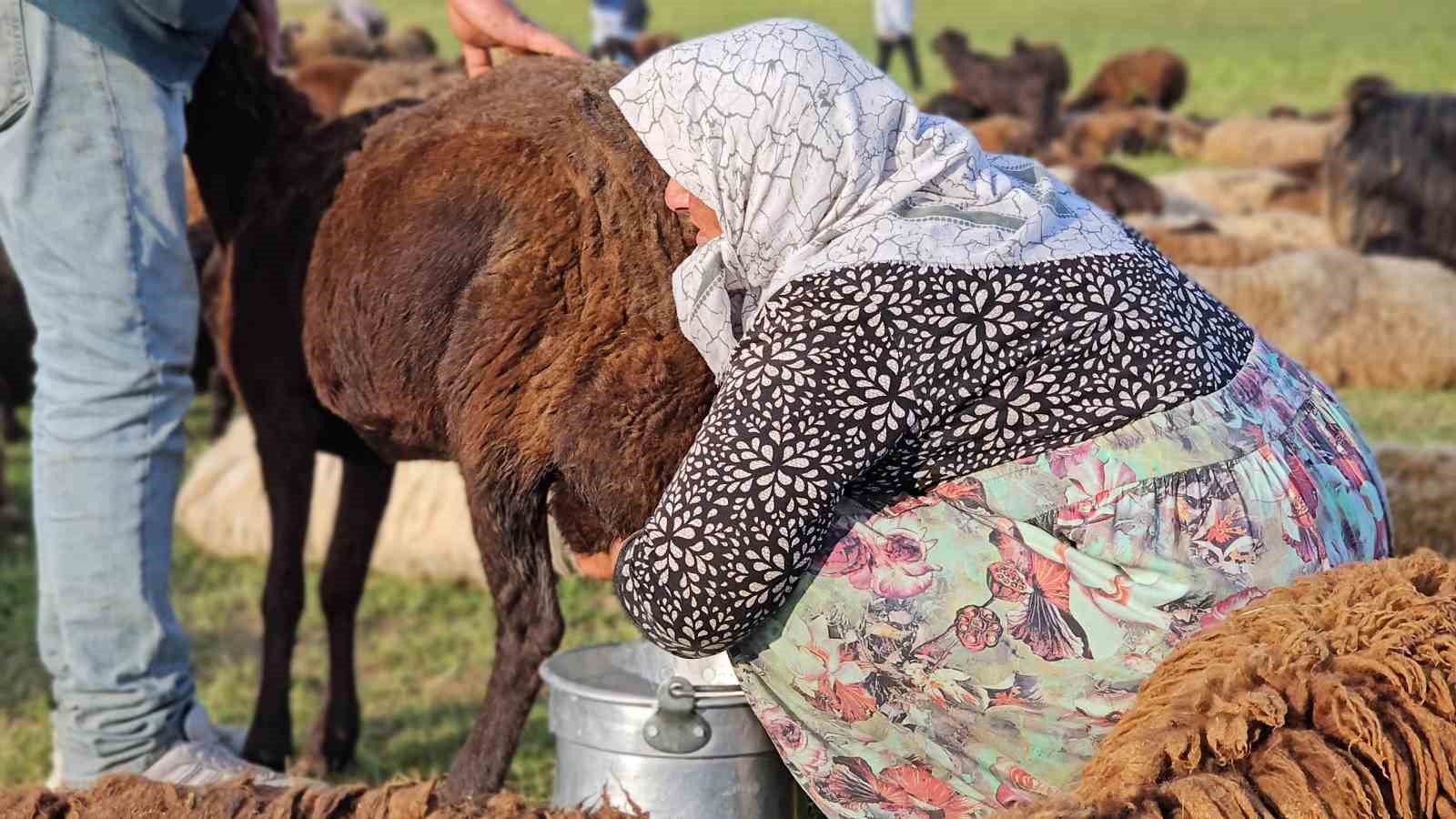 musta yayla mesaisi basladi lezzetli sutun sirri daglarda sakli 11 Nu2sUhRD