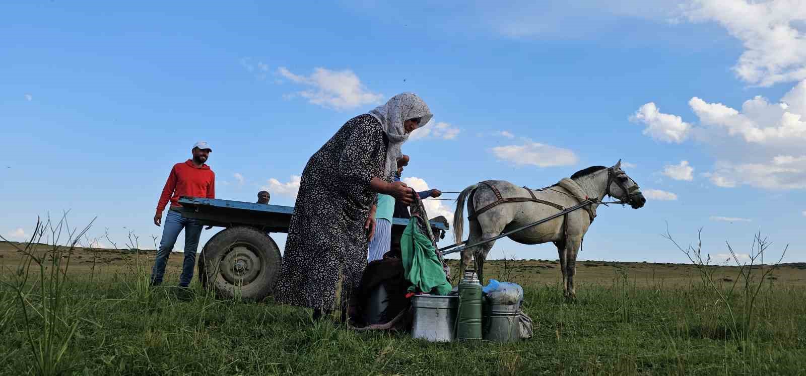 musta yayla mesaisi basladi lezzetli sutun sirri daglarda sakli 7 dVCMyq2w