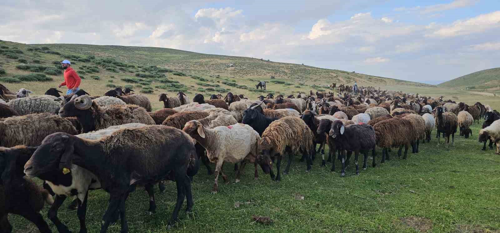 musta yayla mesaisi basladi lezzetli sutun sirri daglarda sakli 8 1NPIiSiW