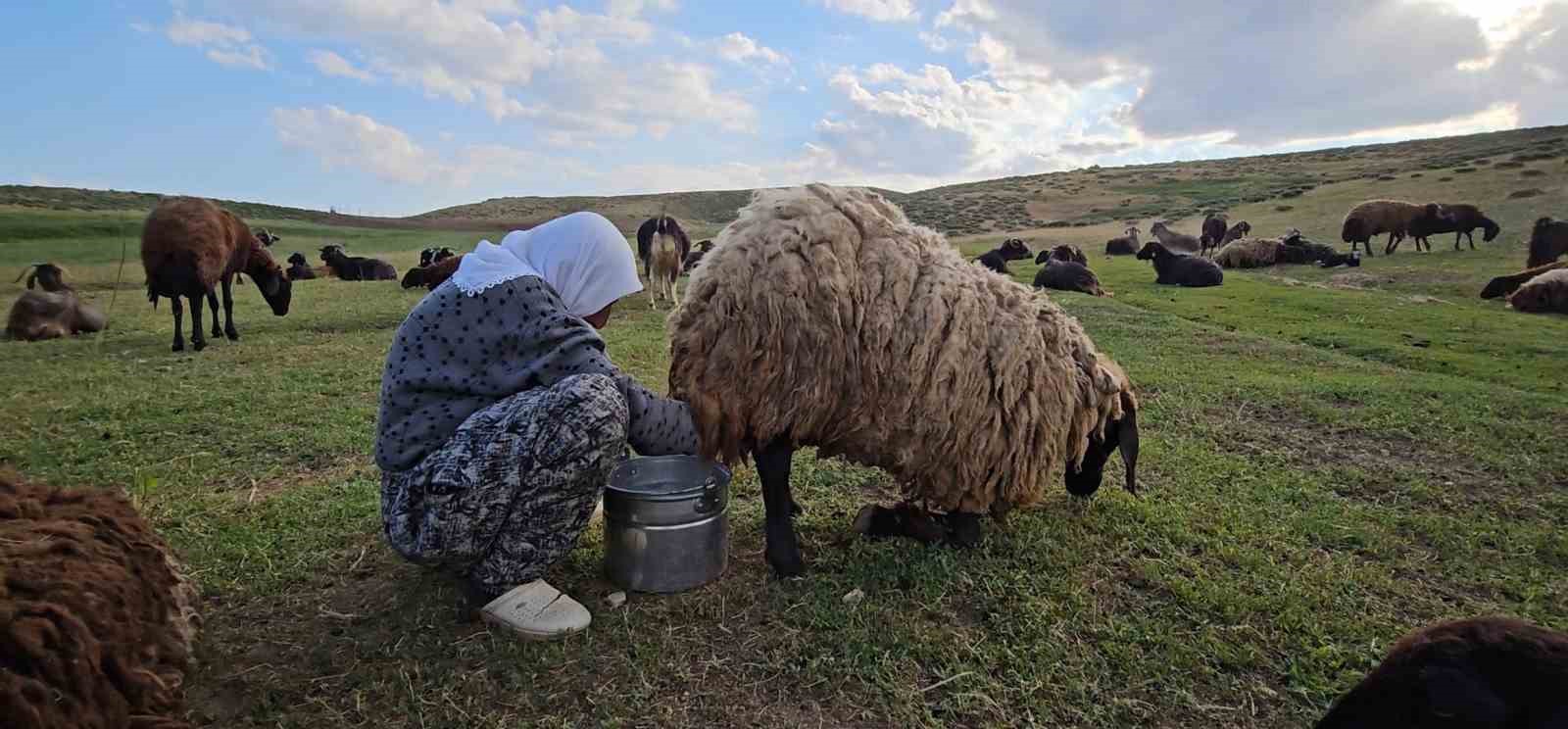musta yayla mesaisi basladi lezzetli sutun sirri daglarda sakli 9 9uzMEw72