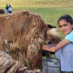 musta-yayla-mesaisi-basladi-lezzetli-sutun-sirri-daglarda-sakli-9bscgOCi.jpg