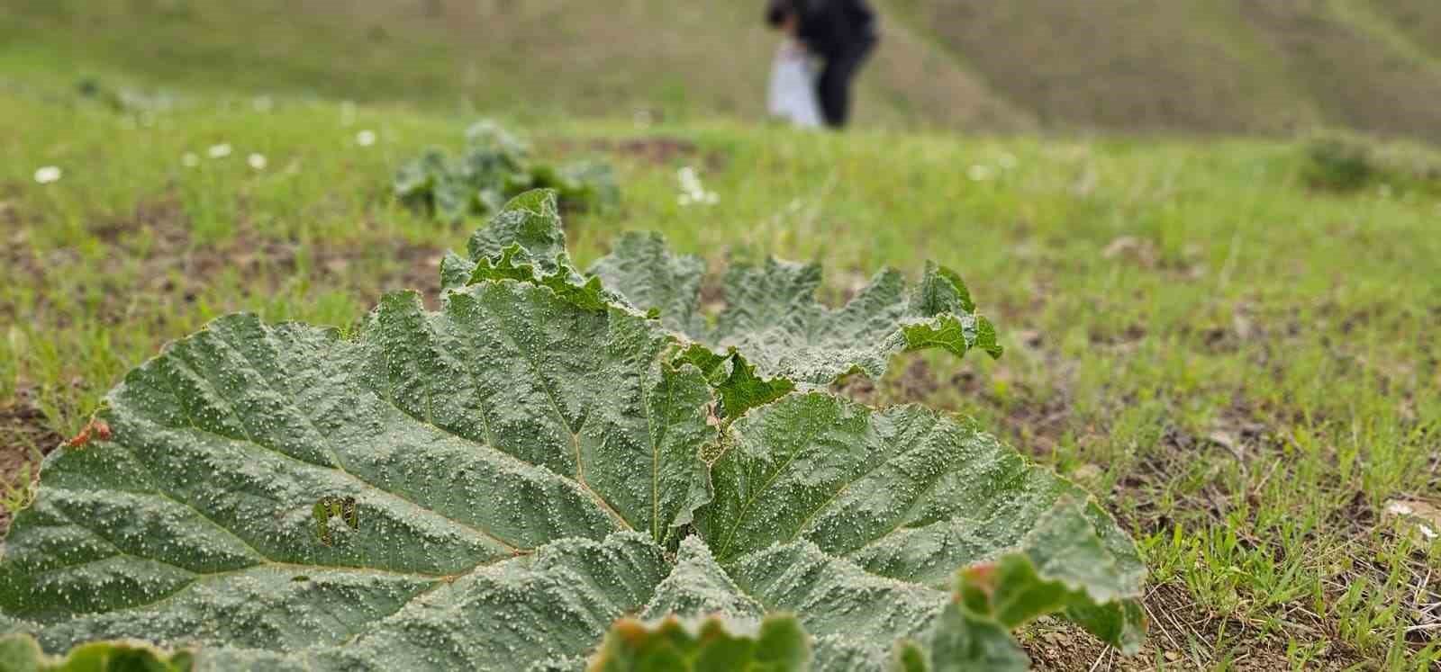 musta yayla muzu mesaisi basladi 2 v7un23mb