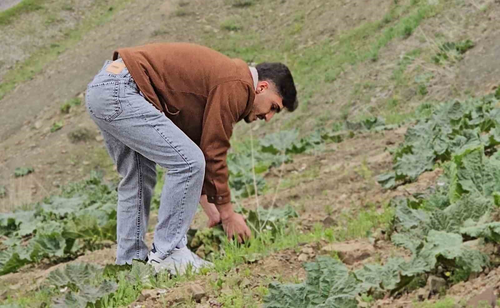 musta yayla muzu mesaisi basladi 3 jZMA616z