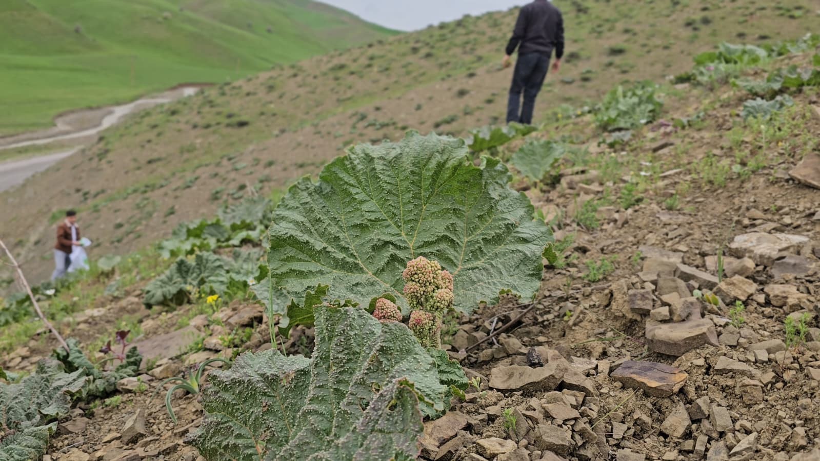 musta yayla muzu mesaisi basladi 4 66wf43mn