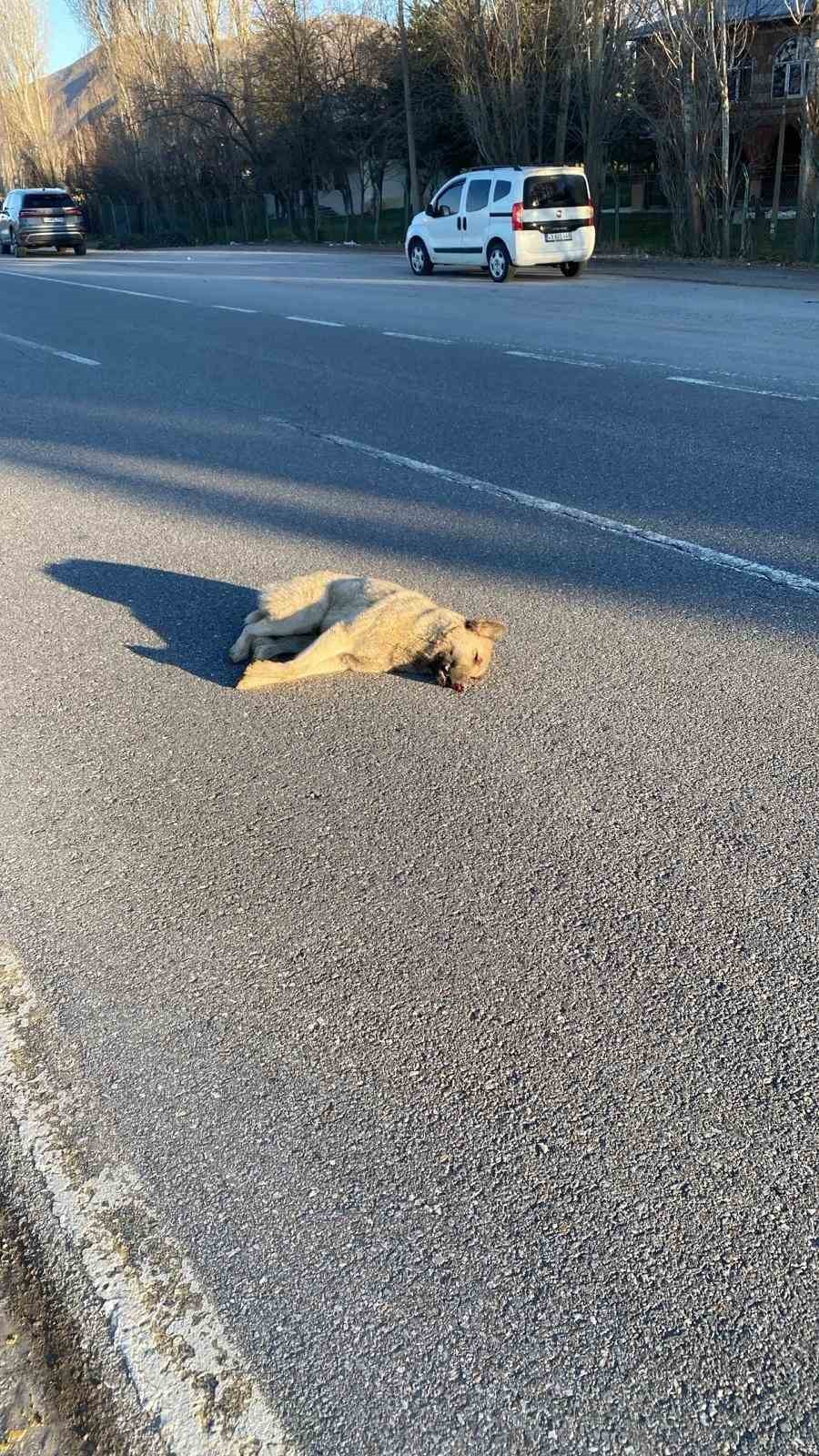 musta yolun karsisina gecen kopege otomobil carpti 1 YFuRXJR5