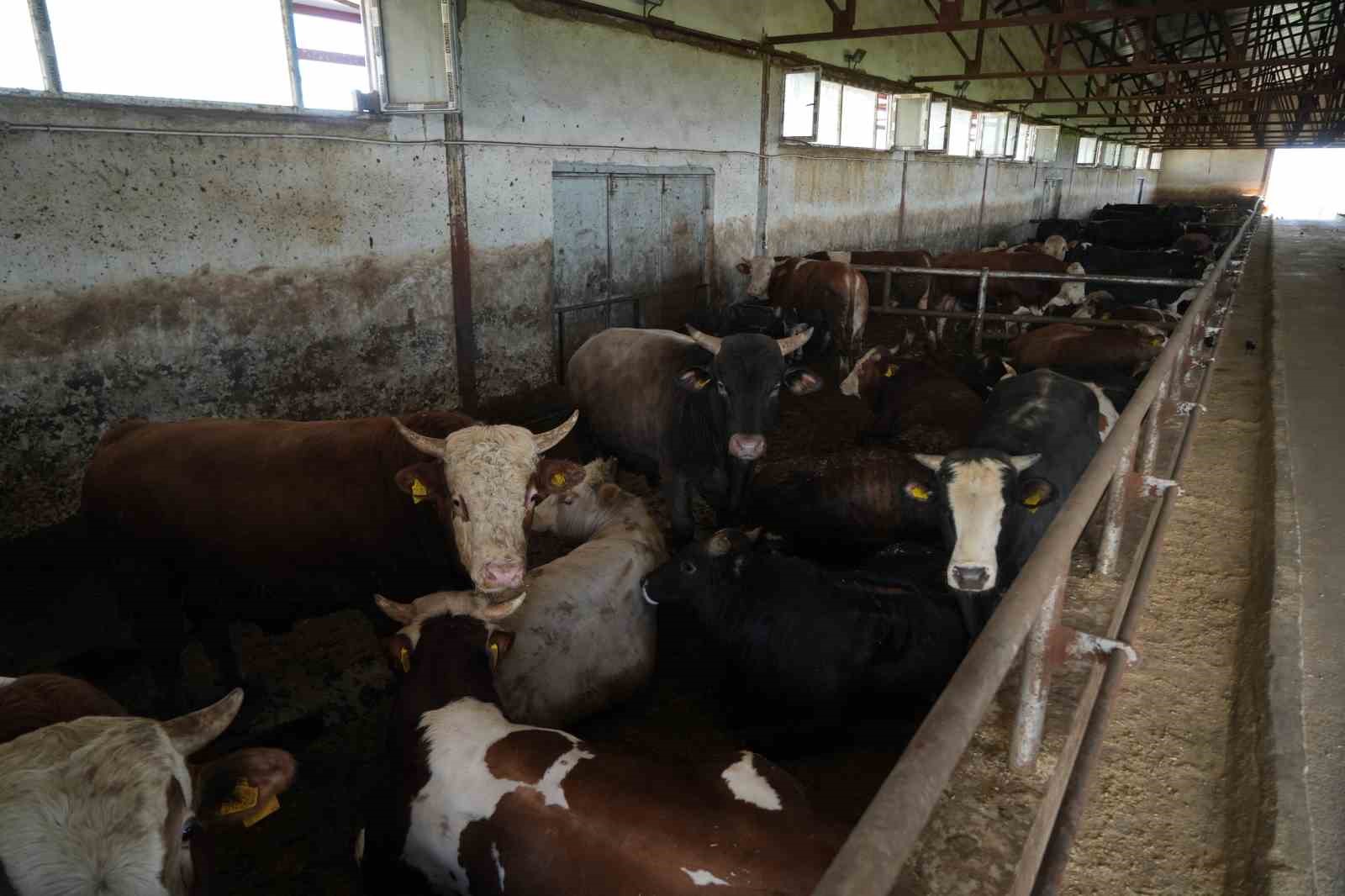 mustan bati illerine 50 bin kurbanlik hayvan sevk edilecek 1 43HpFSK2