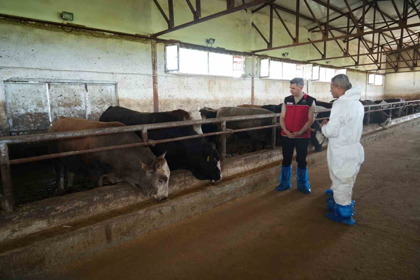 mustan bati illerine 50 bin kurbanlik hayvan sevk edilecek 2 pRYyl5hM