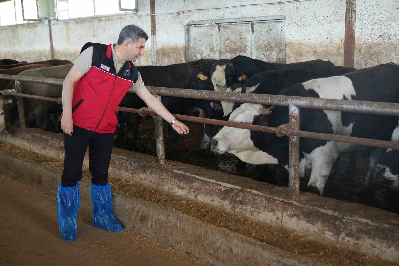 mustan bati illerine 50 bin kurbanlik hayvan sevk edilecek 4 tCQqS5WJ