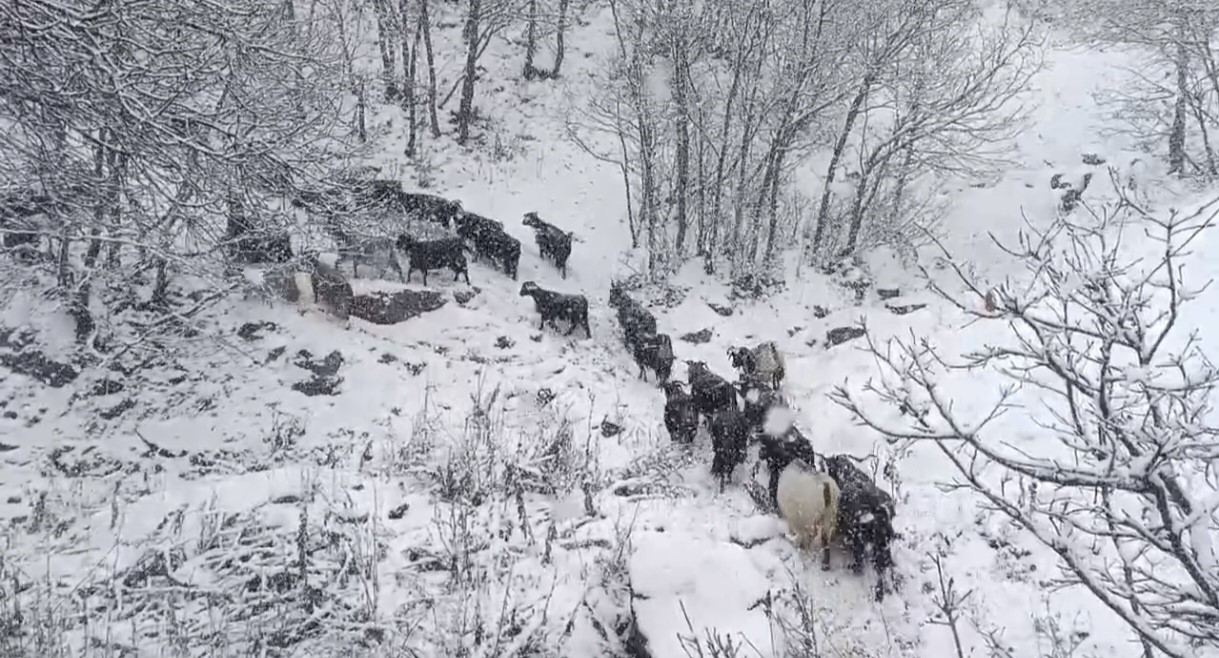 musun yuksek rakimli koylerde kar etkili oldu besiciler zor anlar yasadi 0