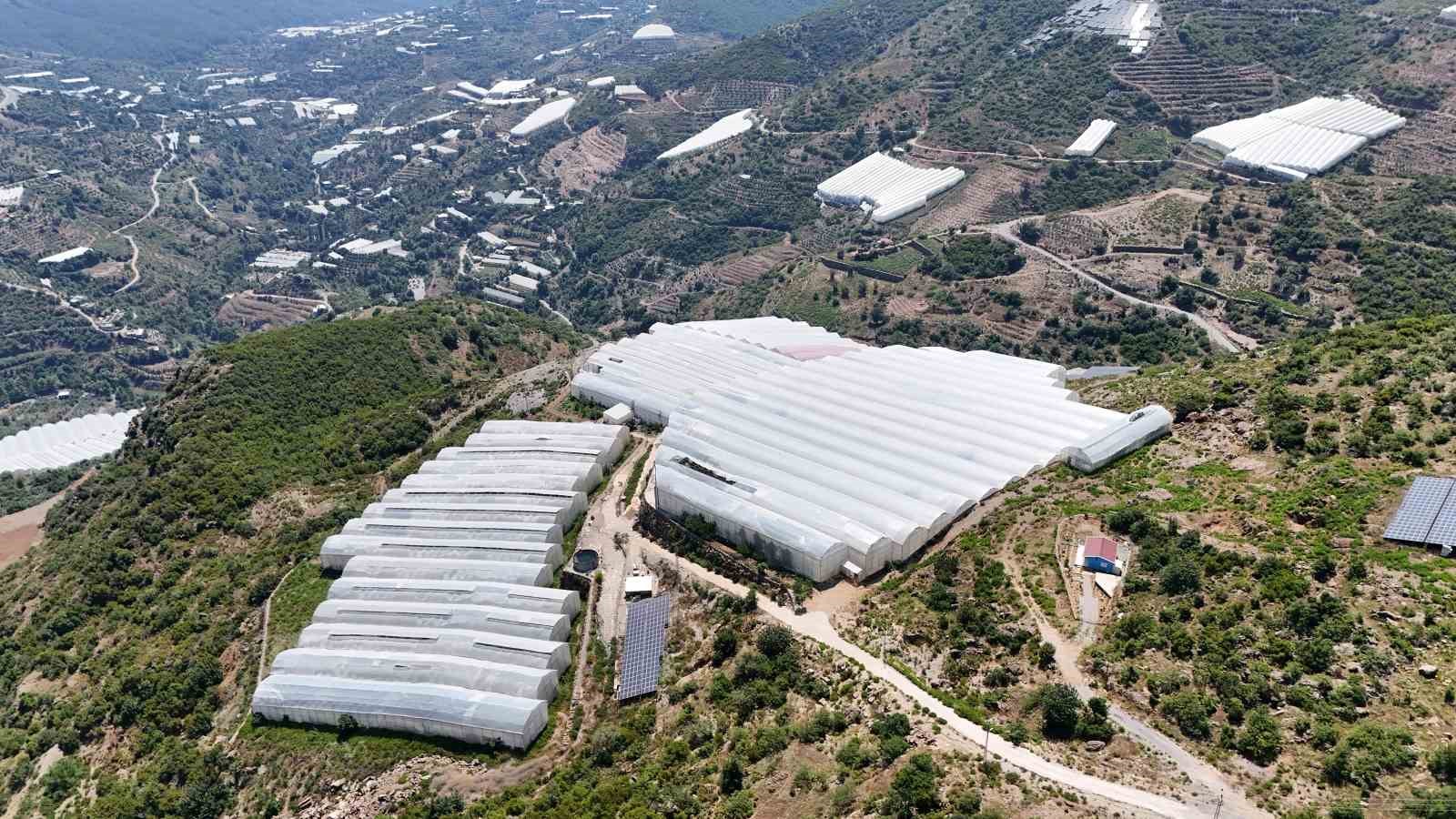 Muzda sera ve pazar arasındaki makas 70-80 liralara yükseldi 11 muzda sera ve pazar arasindaki makas 70 80 liralara yukseldi 7 kcvk35Dn