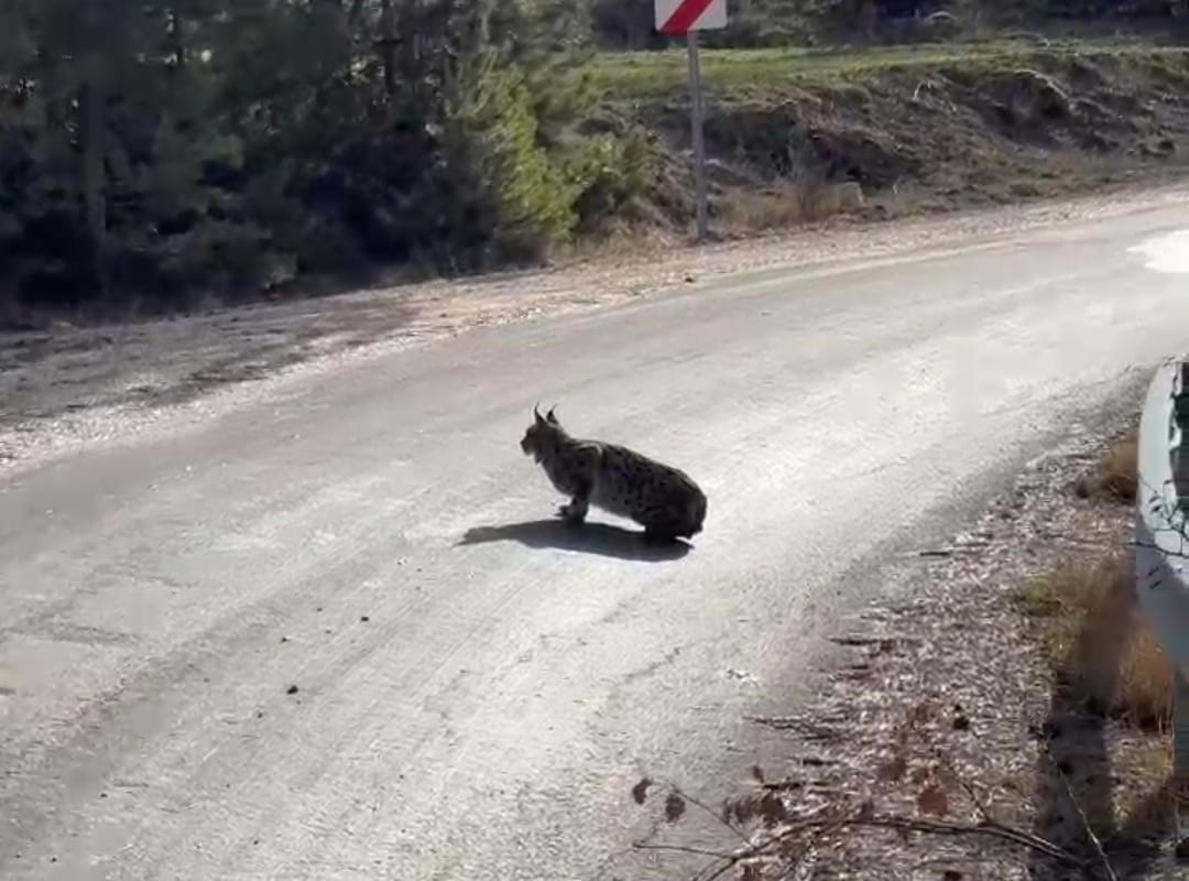 nallihanda nesli tukenmekte olan vasak goruldu 2 GGtldGqJ