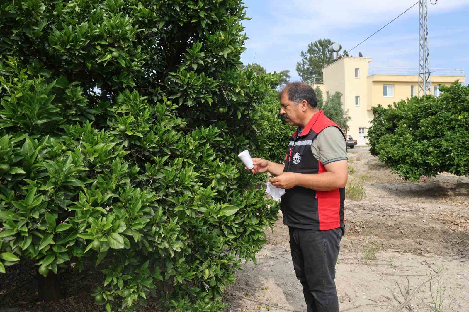 narenciyede zararlilara karsi faydali bocek seferberligi 2 CDcQsGIA