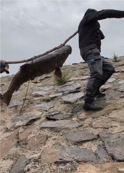 nehirde yakalanan 60 kiloluk dev turna baligini cam sirigina baglayip tasidilar 2 RNJt4RHb