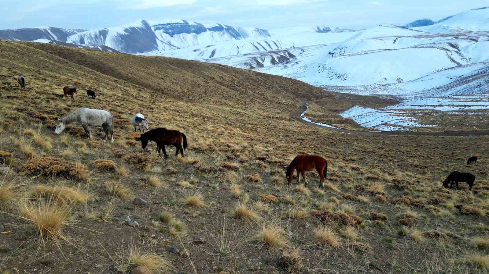 nemrut kalderasinda at surusunun gizemli yolculugu 0 KemqkRpH
