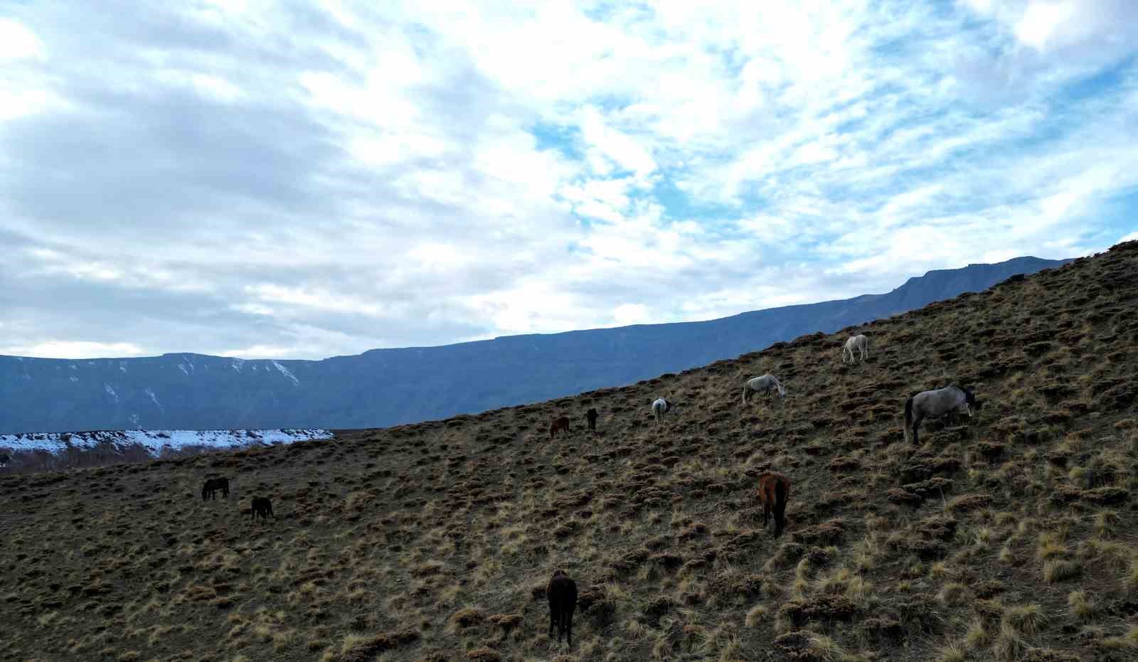 nemrut kalderasinda at surusunun gizemli yolculugu 2 8TUzjuhE