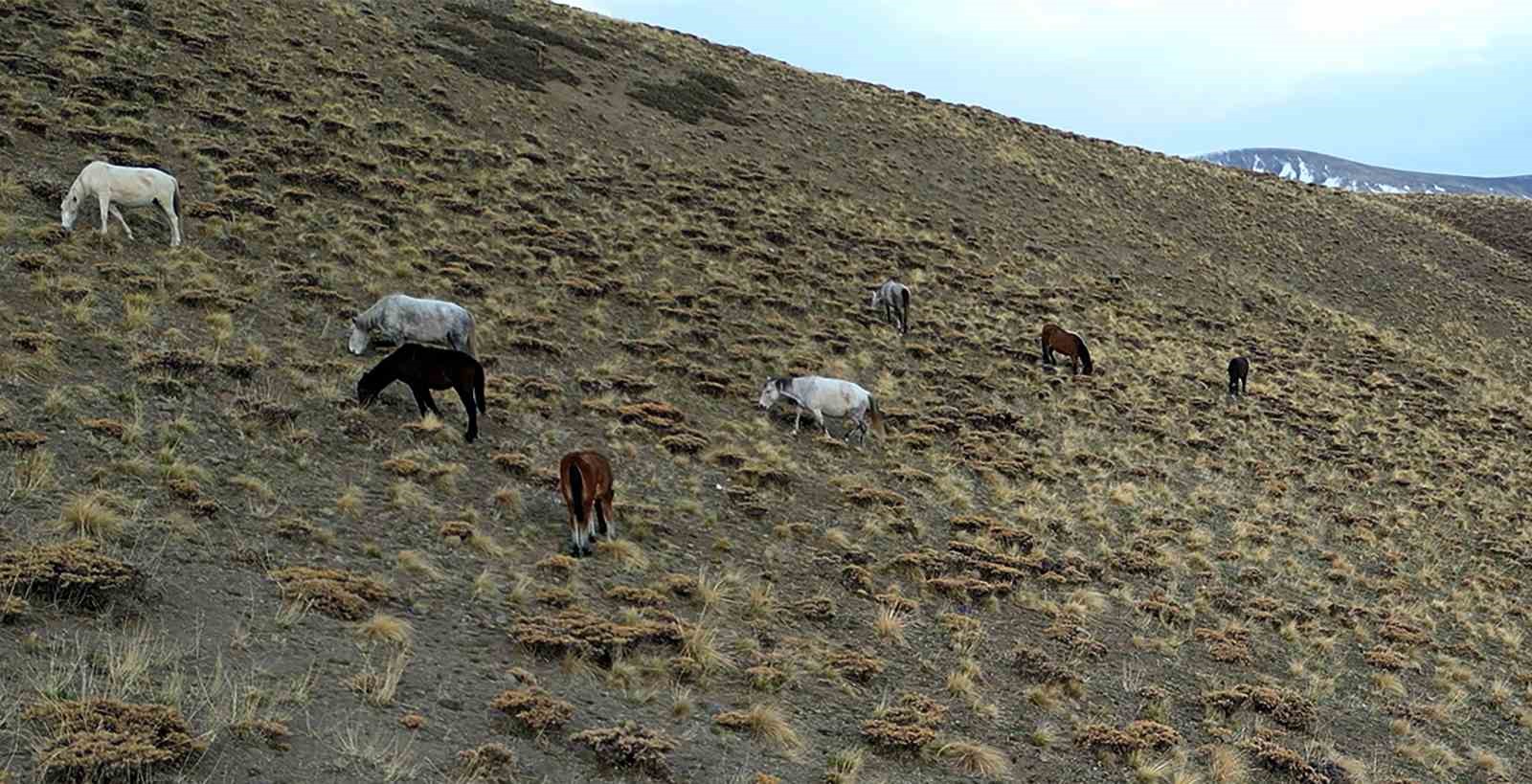 nemrut kalderasinda at surusunun gizemli yolculugu 4 ErgXtBEc