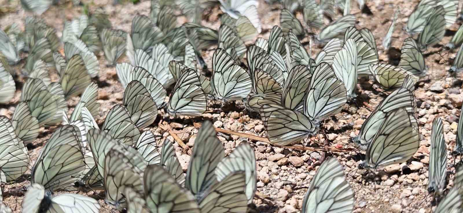 nemrut krater golunde sasirtan doga olayi alic kelebegi yogunlugu dikkat cekti 0 ICukb9Kr