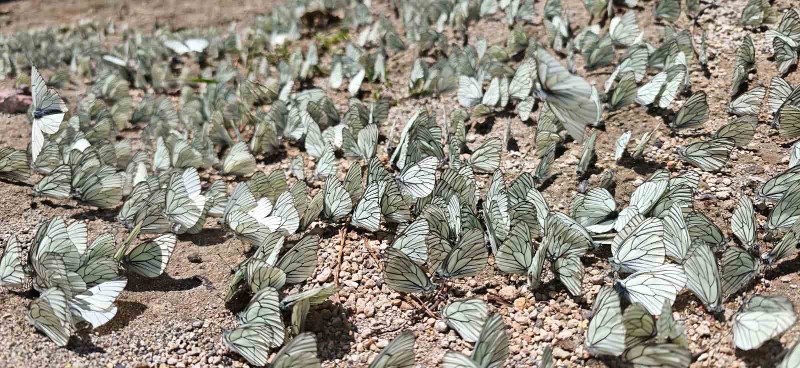 nemrut krater golunde sasirtan doga olayi alic kelebegi yogunlugu dikkat cekti 3 fgO5pWJ5