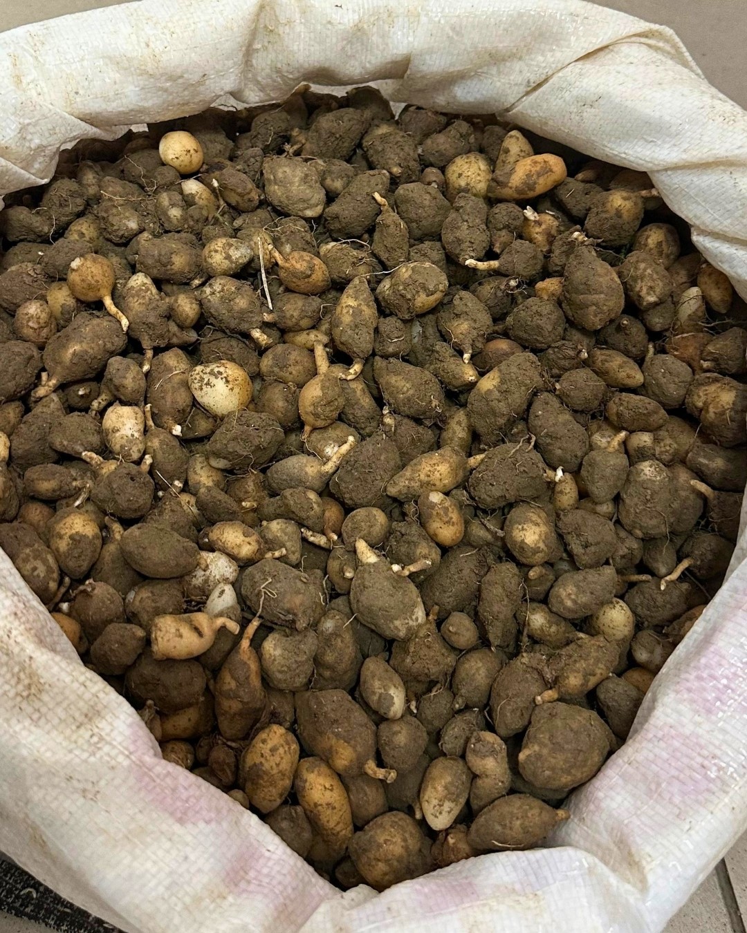 Nesli tehlike altındaki bitkinin yumrularını söken kişiye yarım milyonluk ceza 4 nesli tehlike altindaki bitkinin yumrularini soken kisiye yarim milyonluk ceza 0 EgemVqHW