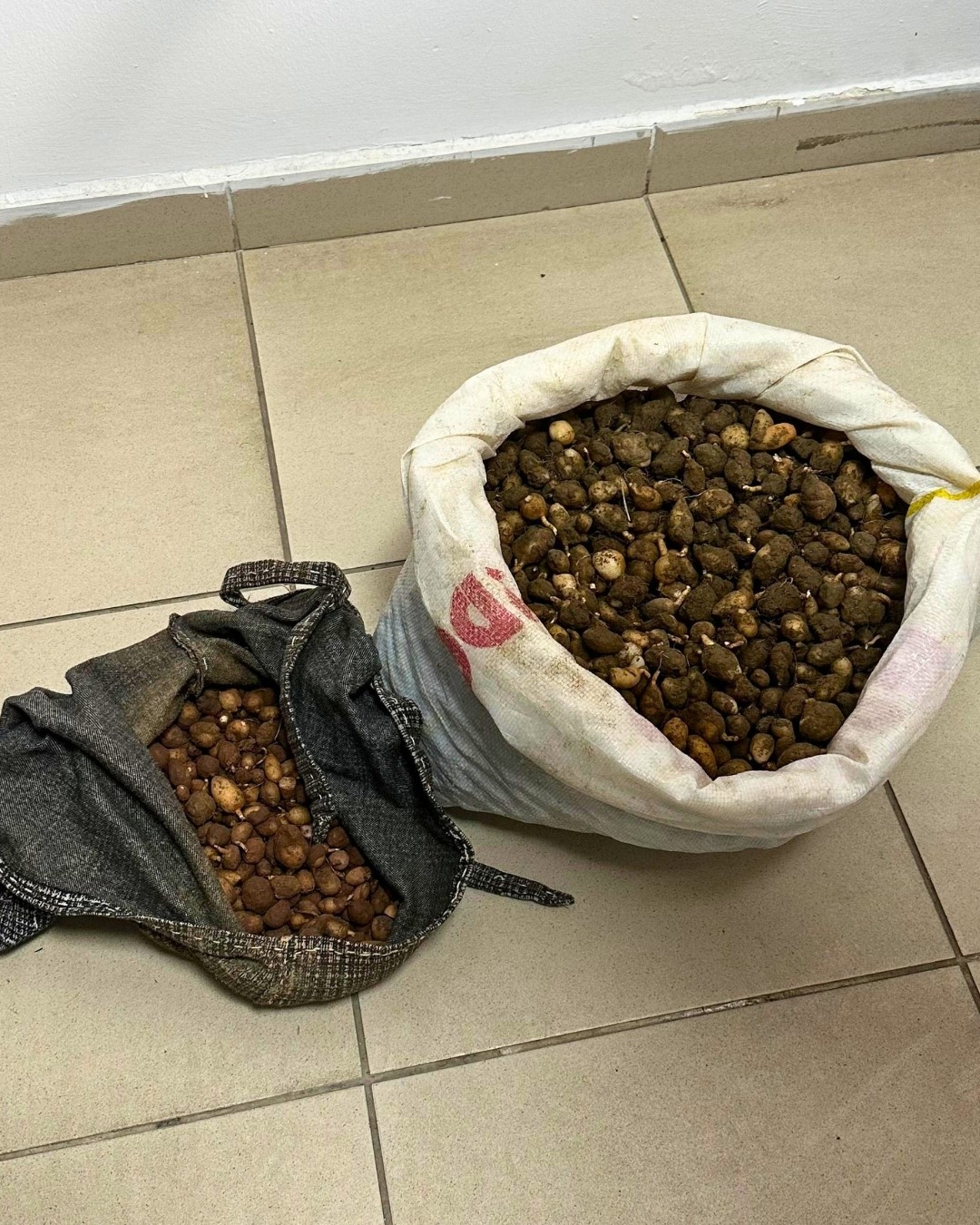 Nesli tehlike altındaki bitkinin yumrularını söken kişiye yarım milyonluk ceza 5 nesli tehlike altindaki bitkinin yumrularini soken kisiye yarim milyonluk ceza 1 Kds6ak7Q