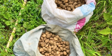 nesli-tehlike-altindaki-salep-yumrularini-toplayan-kisiye-699-bin-tl-ceza-pKW2S1dR.jpg