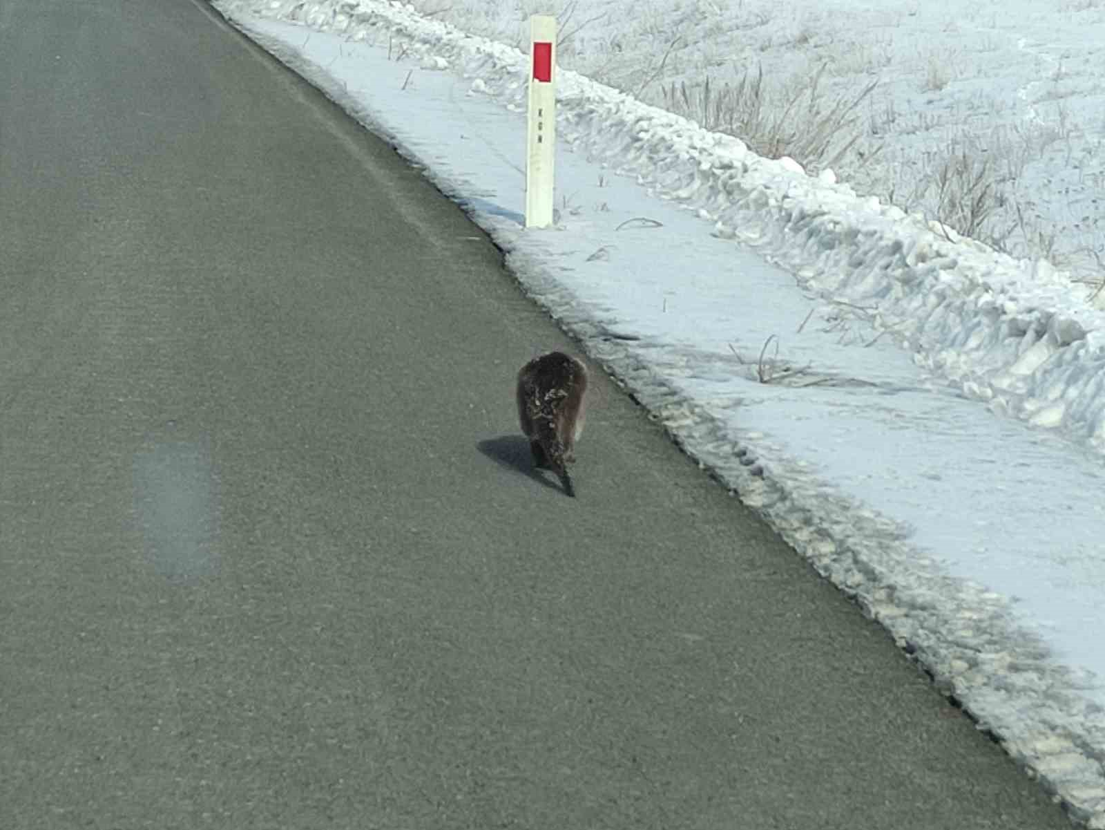 nesli tehlikede olan su samuru yolunu kaybetti kara yoluna indi 1 fg5aPu2D