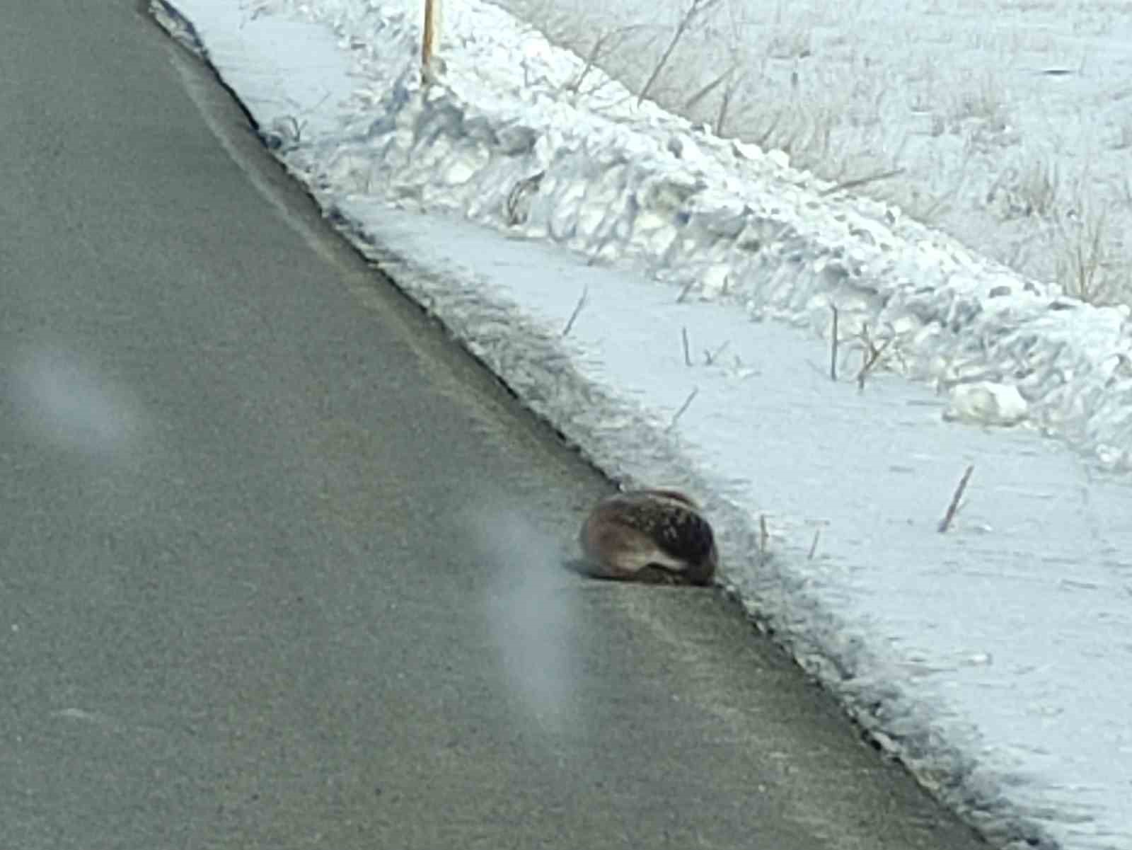 nesli tehlikede olan su samuru yolunu kaybetti kara yoluna indi 2